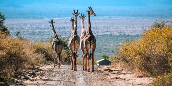 From Johannesburg : 4 Day Madikwe Reserve Luxury Safari - Frequently Asked Questions