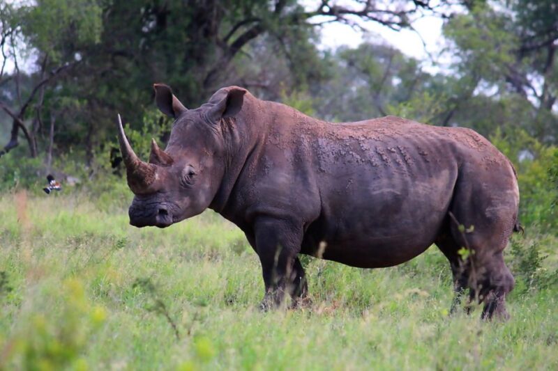 From Johannesburg: 5-Day Johannesburg and Cape Town Tour - Key Points