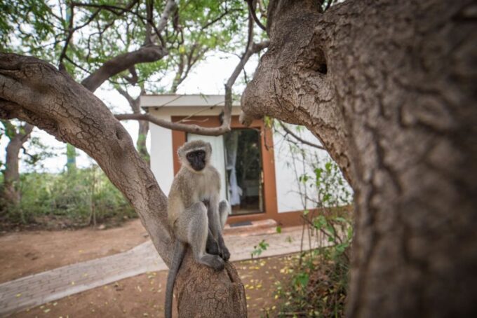 From Johannesburg: 6-Day Classic Kruger National Park Safari - Frequently Asked Questions