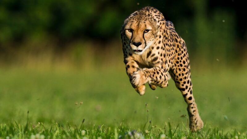 From Johannesburg: Cheetah Tour - Key Points