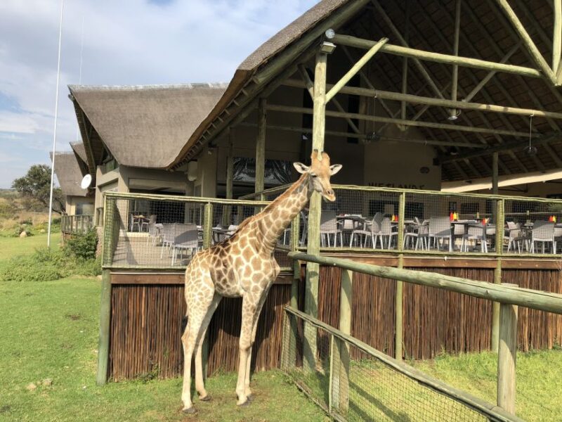From Johannesburg: Cradle of Humankind and Lion Safari - Full-day Tour Itinerary
