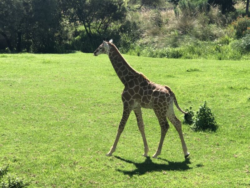 From Johannesburg: Cradle of Humankind and Lion Safari - Visit to the Cradle of Humankind