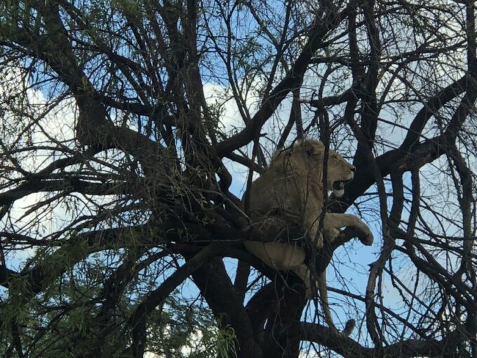 From Johannesburg: Cradle of Humankind and Lion Safari - Wildlife Viewing Opportunities