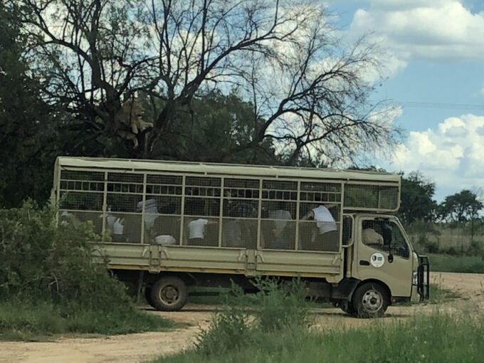 From Johannesburg: Cradle of Humankind and Lion Safari - Inclusions and Exclusions