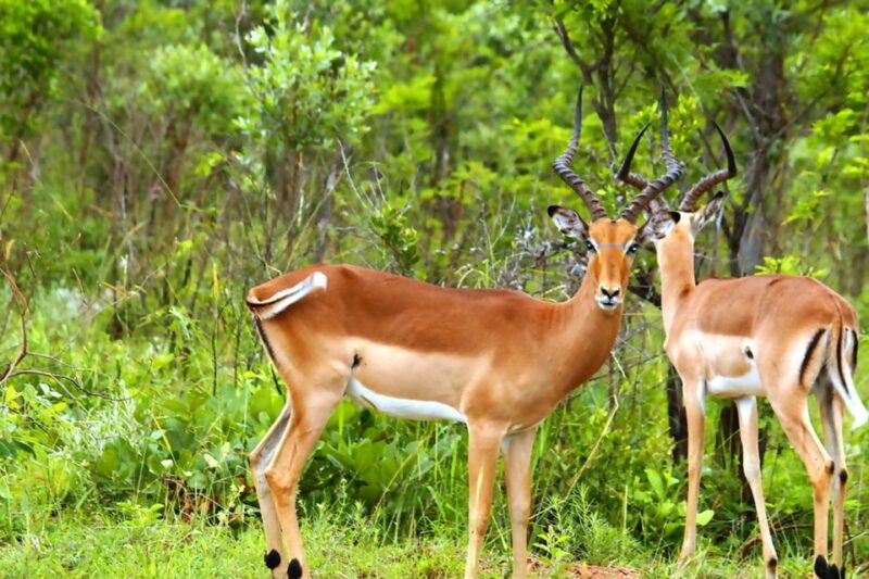 From Johannesburg: Full-Day Kruger National Park Safari - Key Points