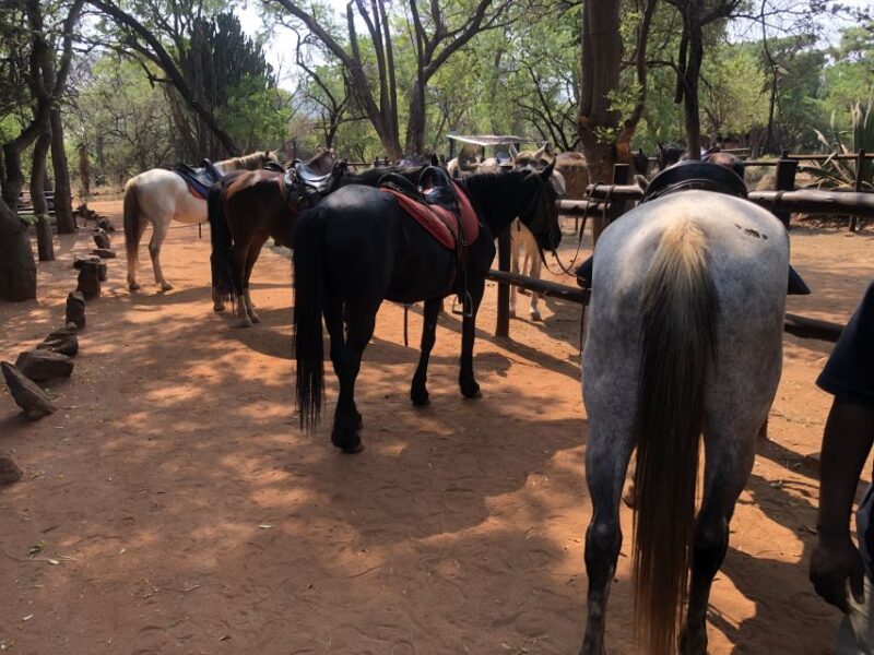 From Johannesburg: Horse-Riding Safari and Cable Car Tour - Magaliesberg Cable Car