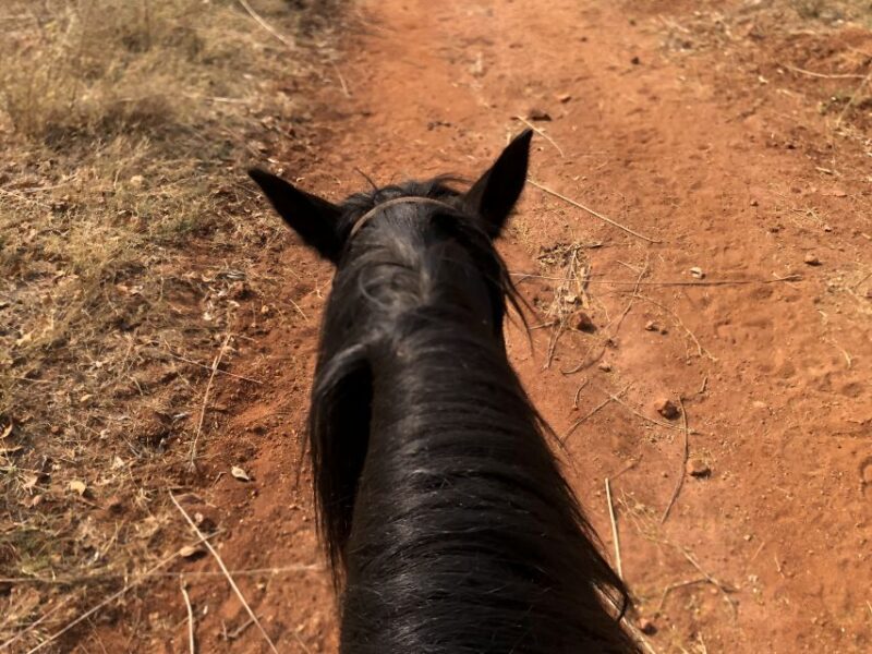 From Johannesburg: Horse-Riding Safari and Cable Car Tour - Tour Inclusions