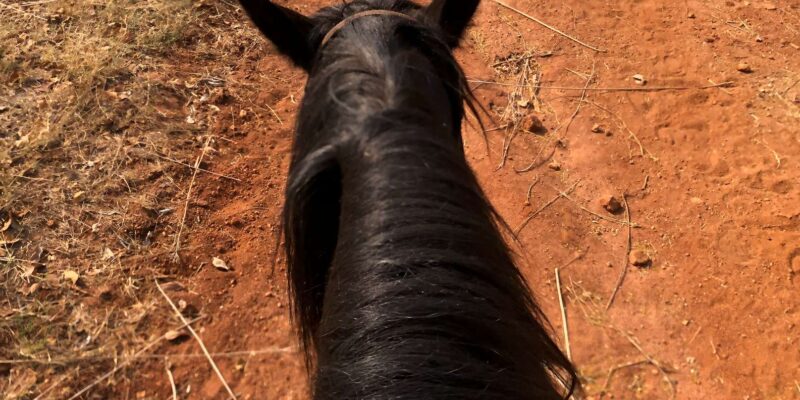From Johannesburg: Horse-Riding Safari - Encounter Native Wildlife