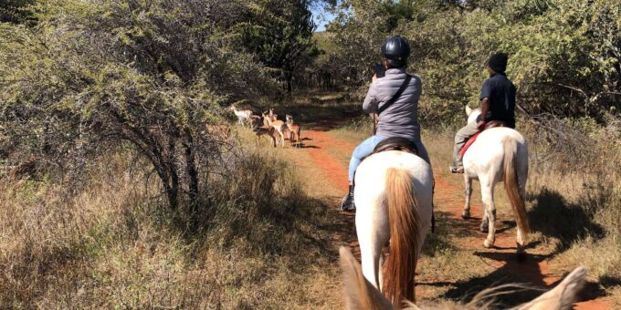 From Johannesburg: Horse-Riding Safari - Experienced Live Tour Guide