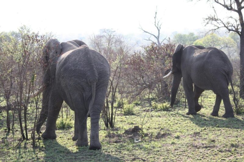 From Johannesburg: Kruger 4 Days Safari - Key Points