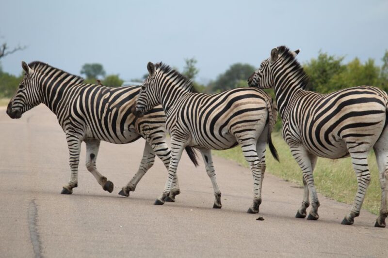 From Johannesburg: Kruger 4 Days Safari - Accommodations and Meals