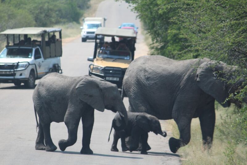 From Johannesburg: Kruger National Park 3-Day Safari - Daytime Game Drives