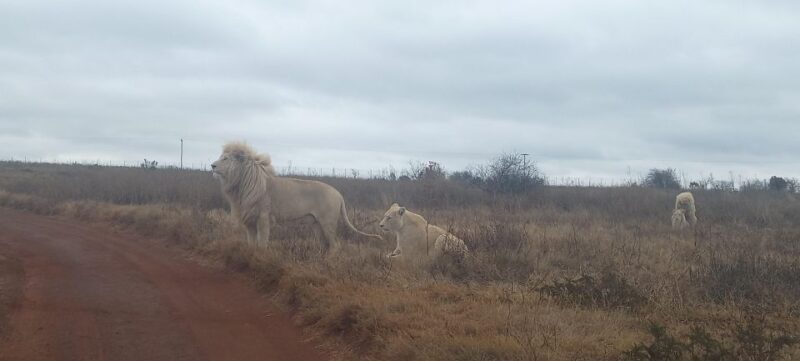 From Johannesburg: Lesedi Cultural Village & Lion Park Tour - Cultural Highlights