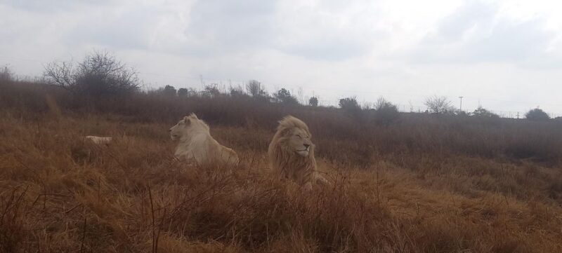 From Johannesburg: Lesedi Cultural Village & Lion Park Tour - Frequently Asked Questions