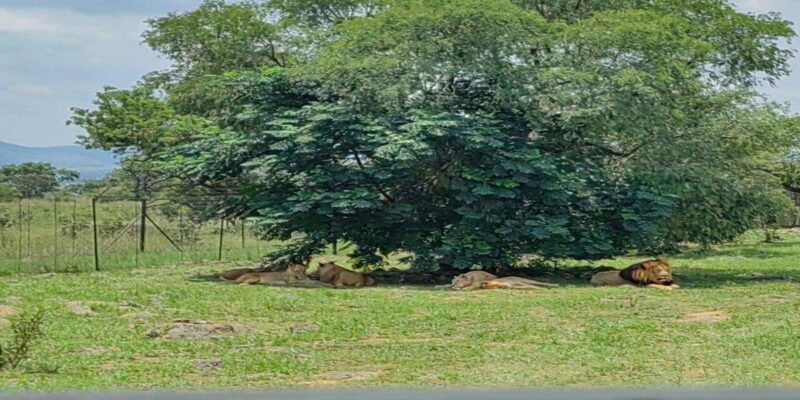 From Johannesburg : Lion Park Tour With Lesedi Village Tour - Booking Information