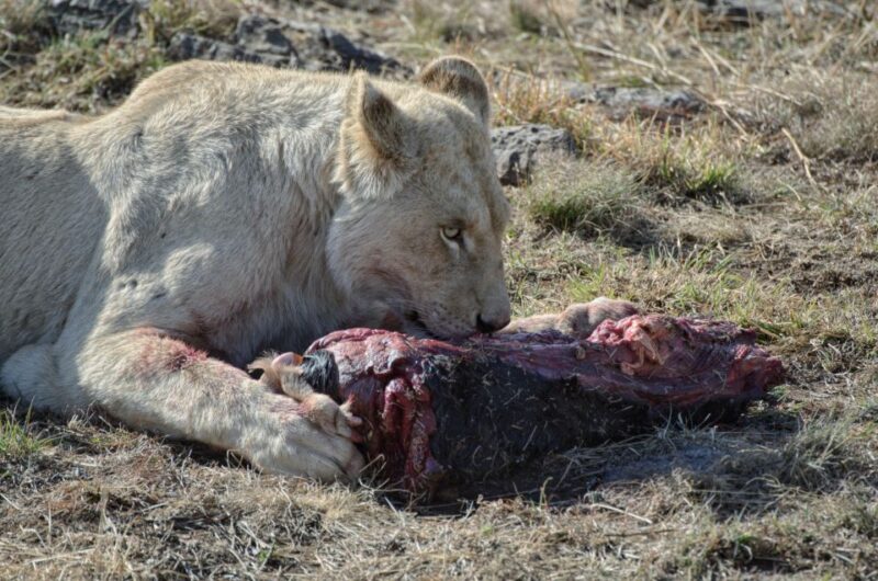 From Johannesburg: Lion & Safari Park Half-Day Tour - Key Points