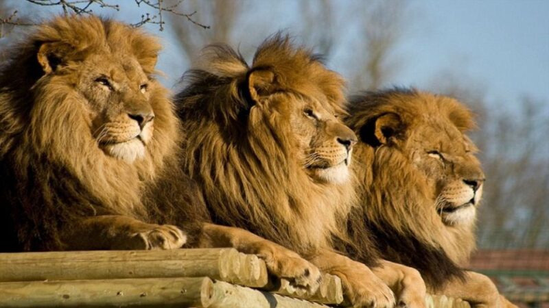 From Johannesburg: Lion & Safari Park Half-Day Tour - Included in the Tour