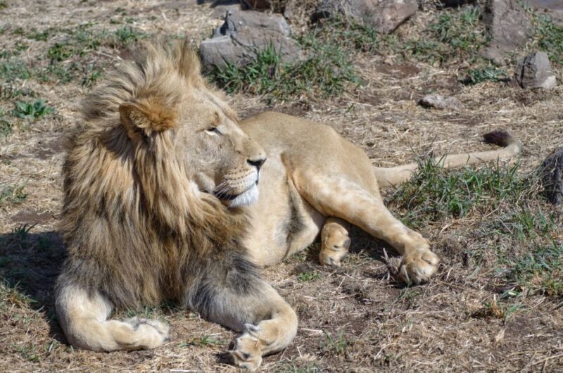 From Johannesburg: Lion & Safari Park Half-Day Tour - Booking and Availability