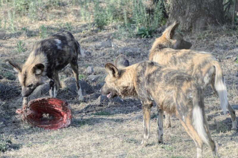From Johannesburg: Lion & Safari Park Half-Day Tour - Wildlife Encounters