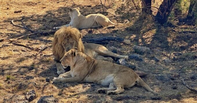 From Johannesburg: Lion & Safari Park Half-Day Tour - Frequently Asked Questions