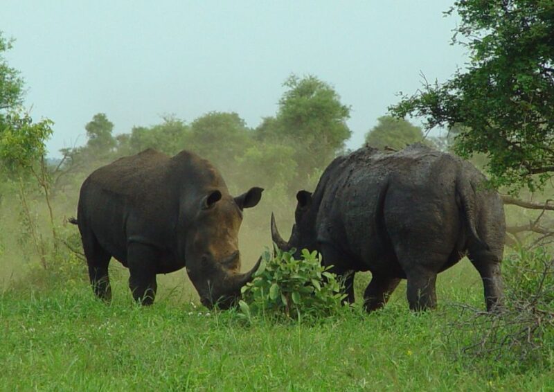 From Johannesburg: Pilanesberg Nature Reserve Game Safari - Morning Game Drive