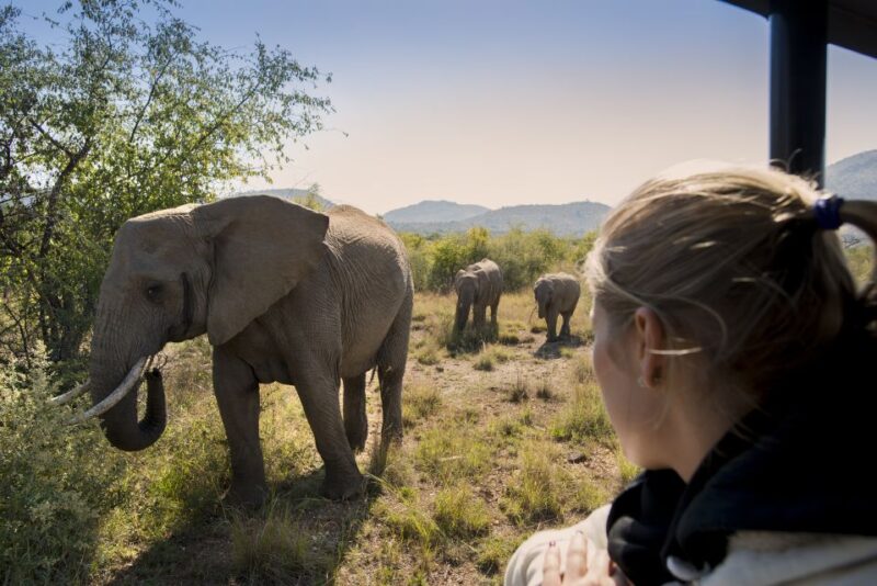From Johannesburg: Pilanesberg Nature Reserve Game Safari - Lunch and Break