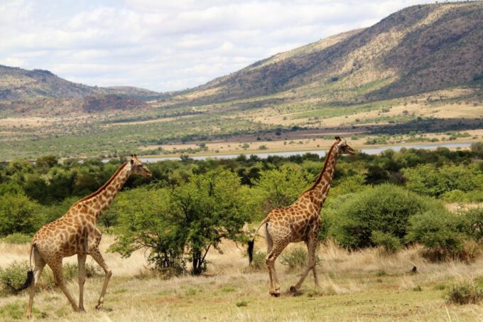 From Johannesburg: Pilanesberg Nature Reserve Game Safari - Afternoon Game Drive