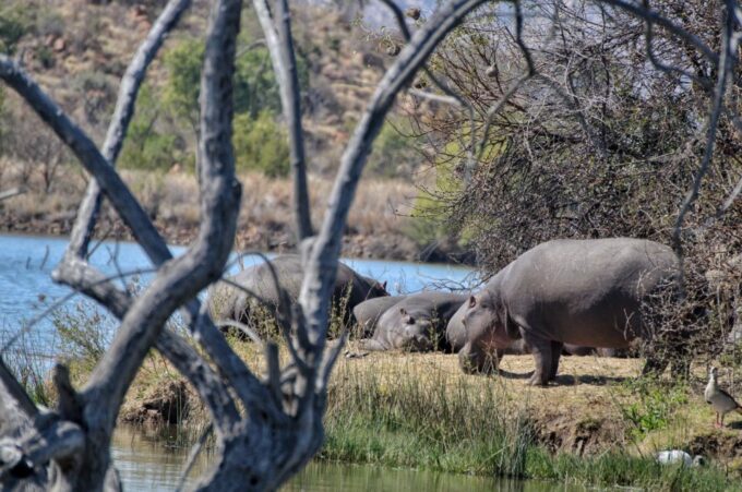 From Johannesburg: Pilanesberg Nature Reserve Game Safari - Return to Johannesburg