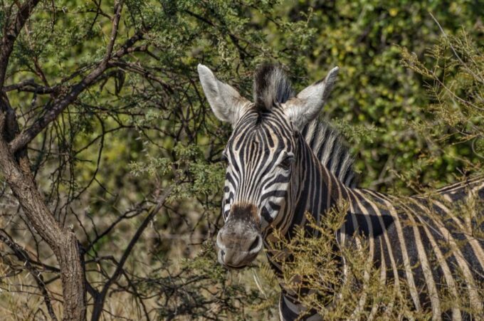 From Johannesburg: Pilanesberg Nature Reserve Game Safari - Frequently Asked Questions