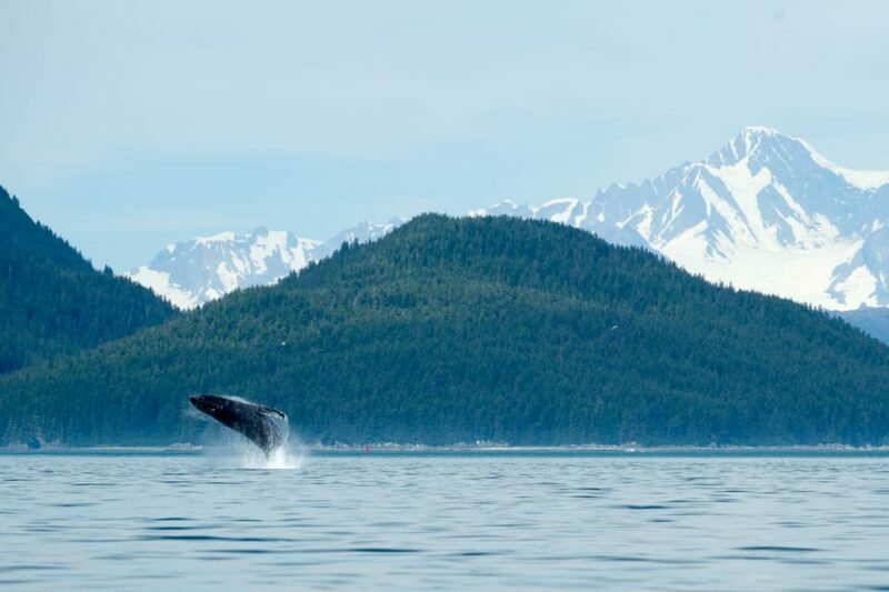 From Juneau: Whale Watching Cruise with Snacks - Final Thoughts