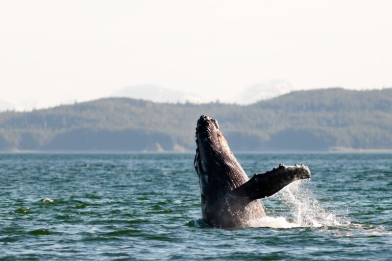 From Juneau: Whale Watching Cruise With Snacks - Transportation and Itinerary