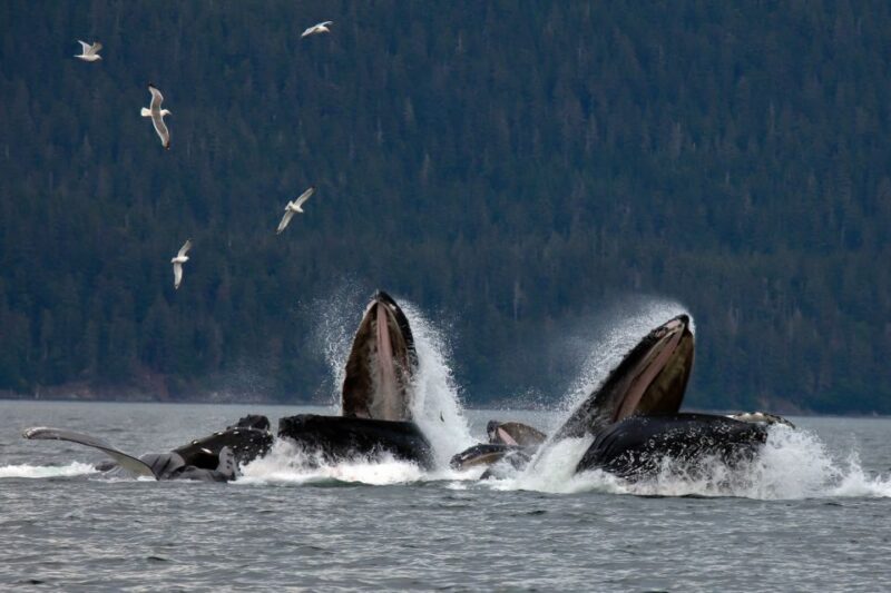 From Juneau: Whale Watching Cruise With Snacks - Wildlife and Sightings
