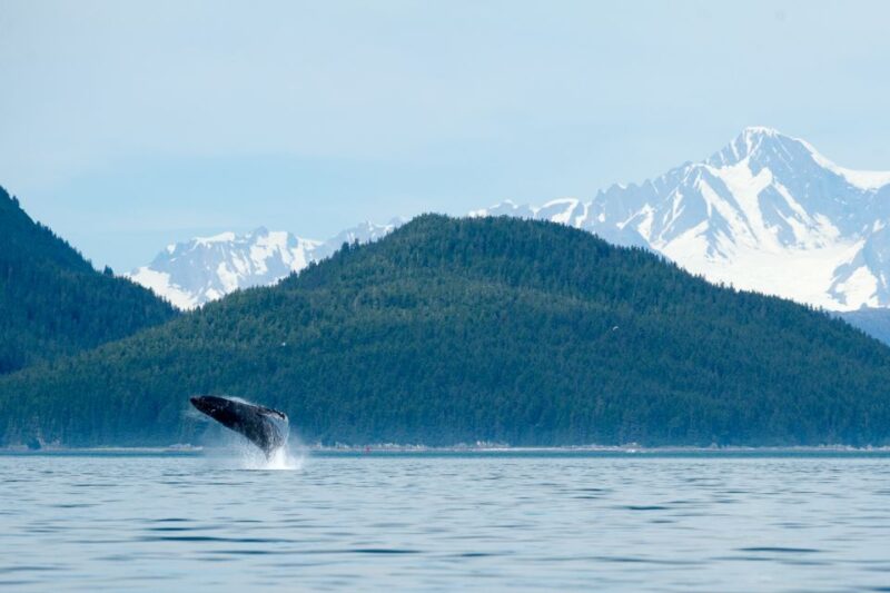 From Juneau: Whale Watching Cruise With Snacks - Customer Rating Highlights
