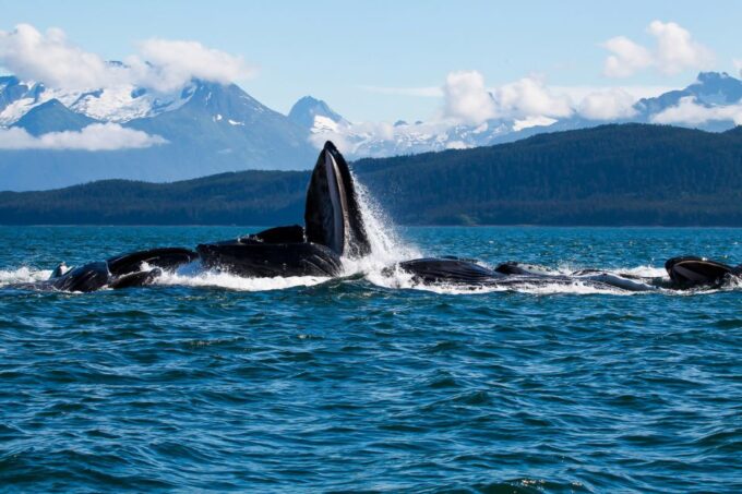 From Juneau: Whale Watching Cruise With Snacks - Knowledgeable Naturalist Guide