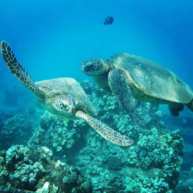 From Kaanapali: Afternoon West Maui Snorkeling & Sea Turtles - Experience Highlights