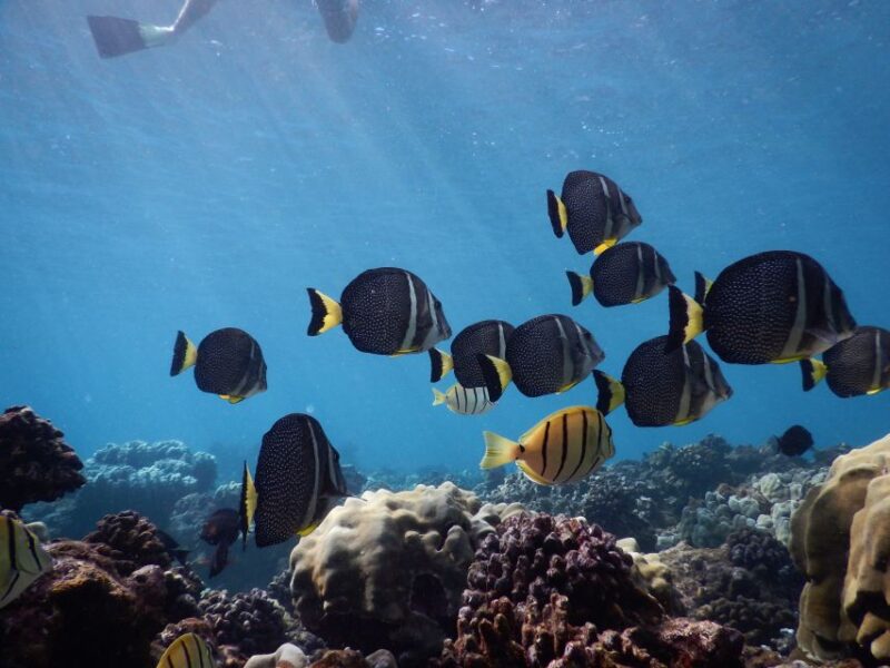 From Kaanapali: Afternoon West Maui Snorkeling & Sea Turtles - Customer Reviews Summary