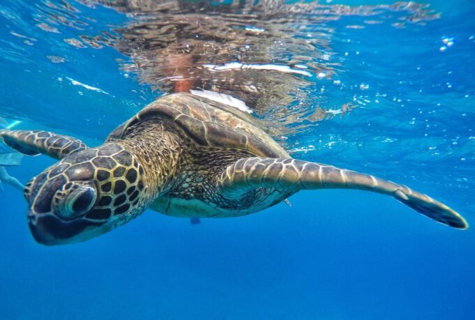 From Kaanapali: Afternoon West Maui Snorkeling & Sea Turtles - How to Book