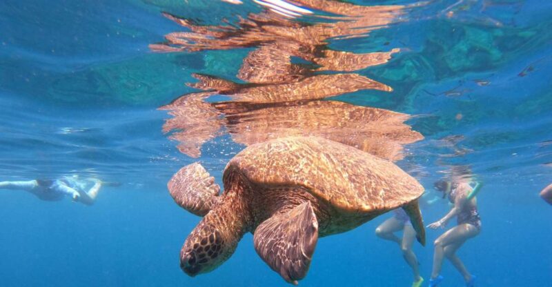 From Kaanapali Beach: West Maui Half-Day Snorkel Adventure - Key Points