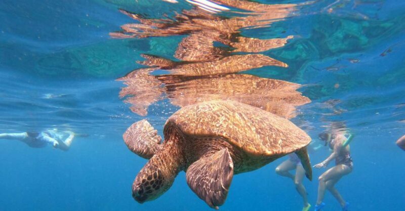 From Ka'anapali: West Maui Half-Day Snorkel Tour w/ Food - Practical Details