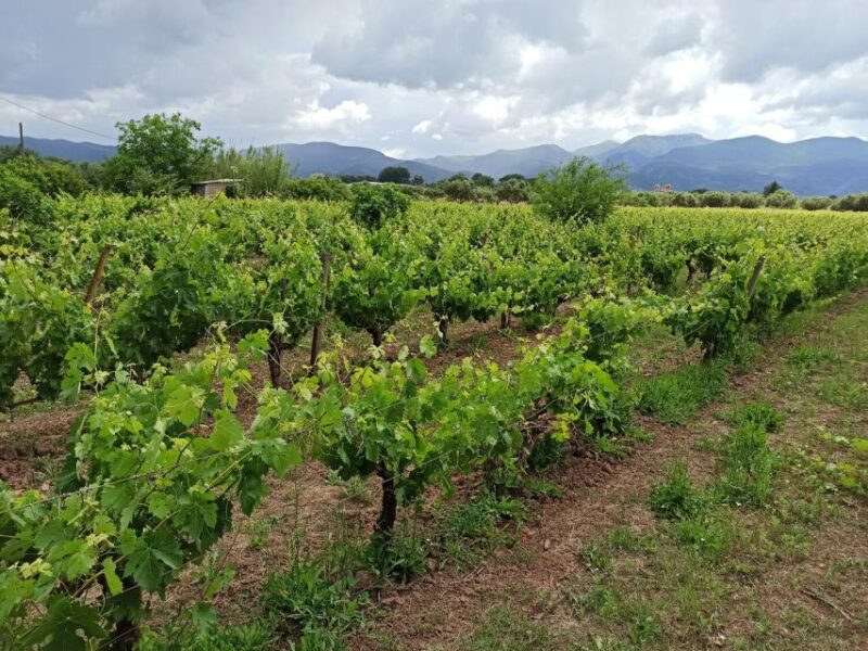 From Kalamata: Wine Tour & Tasting With Optional Lunch - Grape Varieties at the Winery