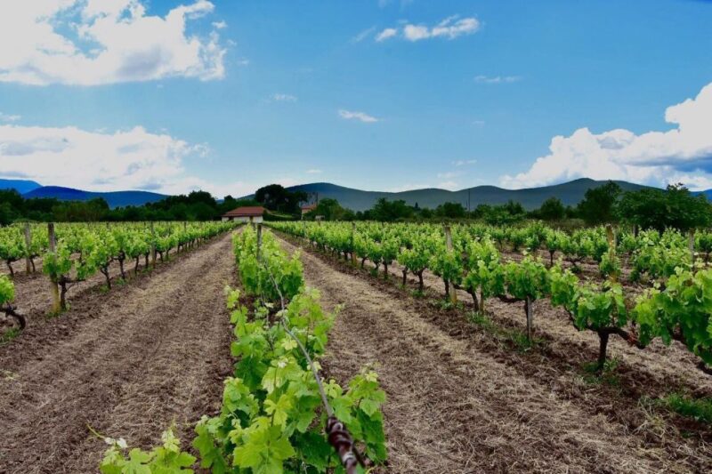 From Kalamata: Wine Tour & Tasting With Optional Lunch - Complimentary Local Delicacies