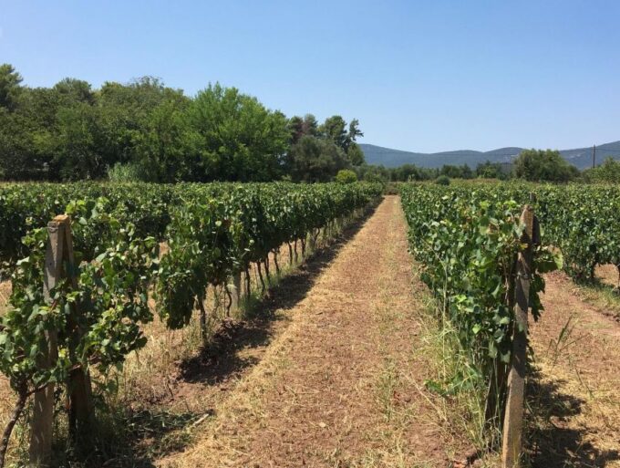 From Kalamata: Wine Tour & Tasting With Optional Lunch - Optional Lunch in Kalamata