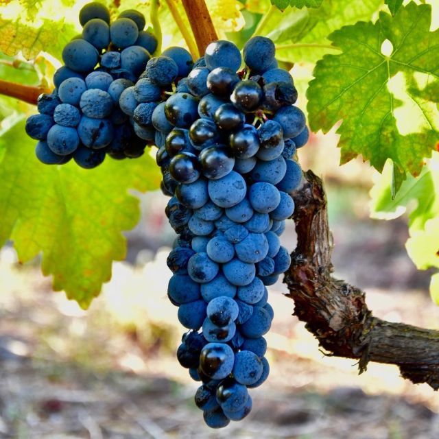 From Kalamata: Wine Tour & Tasting With Optional Lunch - Booking and Payment Details