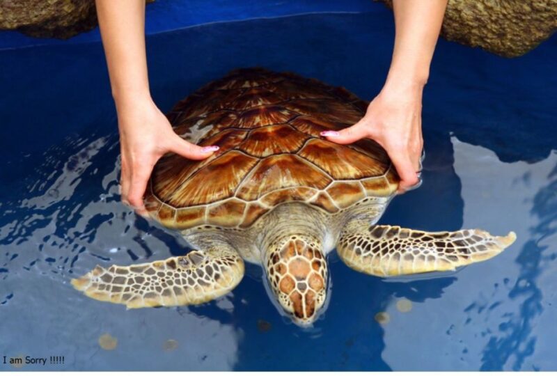 From Kalutara: Galle Dutch Fort & Madu River Safari Tour - Kosgoda Sea Turtle Conservation