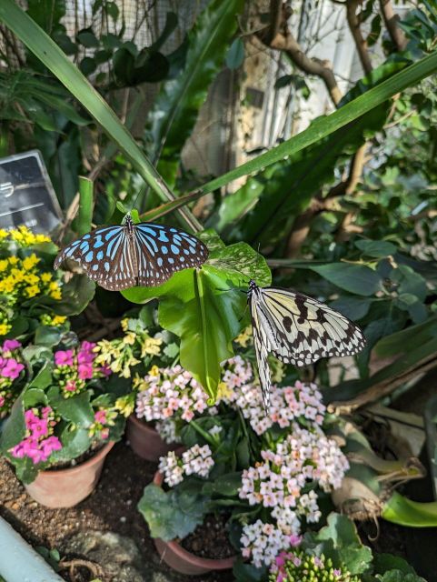 From Kanazawa: Temples, Panoramic Landscape and Butterflies - Transportation and Inclusions