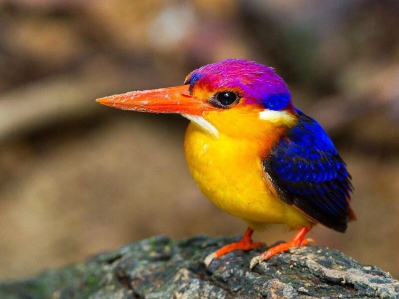 From Kandy: Bird Watching Tour to Udawatte Kele Sanctuary - Itinerary and Experience