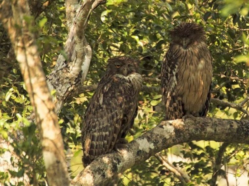 From Kandy: Bird Watching Tour to Udawatte Kele Sanctuary - Private Group Experience
