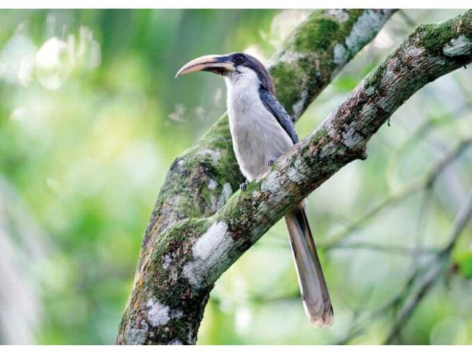 From Kandy: Bird Watching Tour to Udawatte Kele Sanctuary - Frequently Asked Questions
