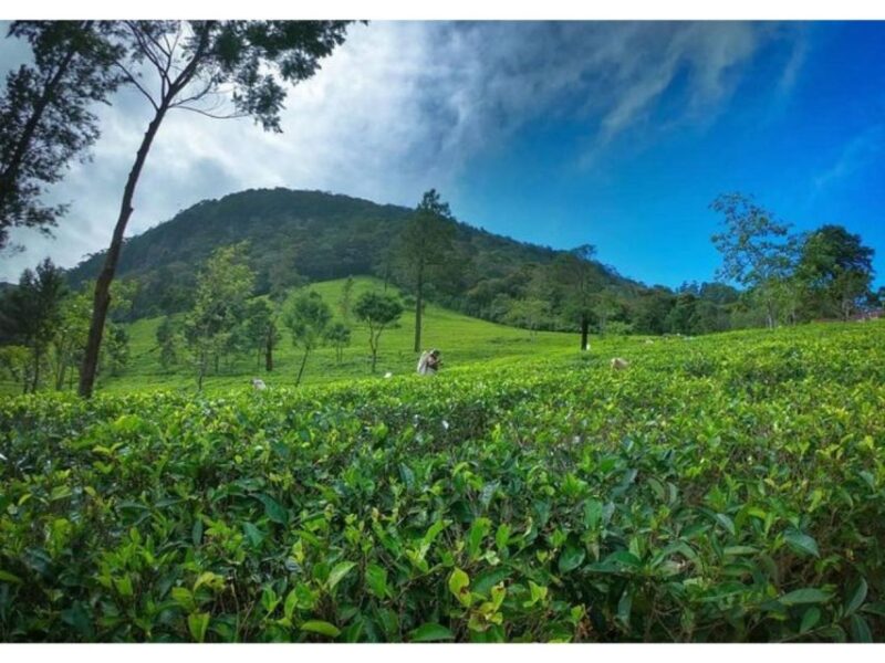From Kandy: James Taylor's Tea Tour (The Tale of Ceylon Tea) - Transportation Details