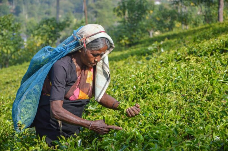 From Kandy: Nuwara Eliya by Train - Itinerary Highlights